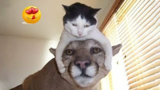 Ultimate Funny Pets Compilation 😆 Best Animal Videos Weekly