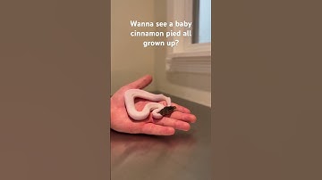 I thought she was going to bite me! Wait for the end 😂 #ballpython #piebald #reptiles #snake