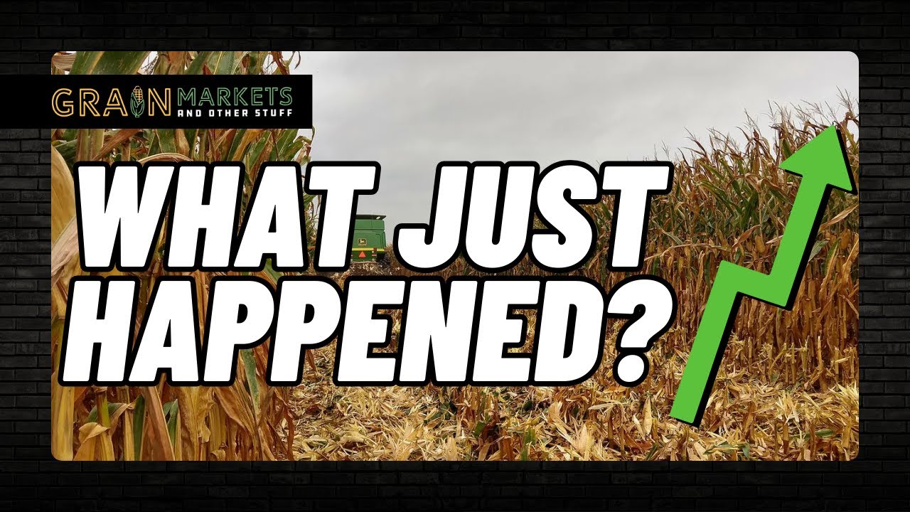 Bearish USDA Report... But Corn Rallies?! Here's Why