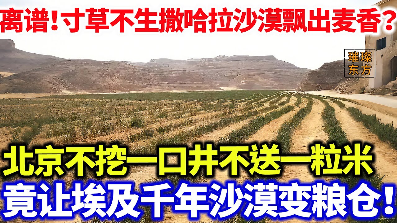 离谱！寸草不生撒哈拉沙漠飘出麦香？北京不挖一口井不送一粒米，竟让埃及千年沙漠变粮仓！#璀璨东方 #科普 #埃及 #沙漠 #小麦