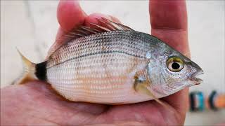 Хорватия. Утреннее море, рыбалка.Croatia. Morning sea, fishing.