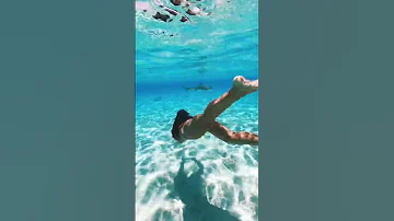 Swimming With Sharks In Bora Bora 