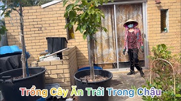 CUỘC SỐNG ÚC l TRỒNG CÂY ĂN TRÁI TRONG CHẬU BÁN THUỶ CANH NHÀ CÔ CHƠN KIM VÙNG FRANKSTON