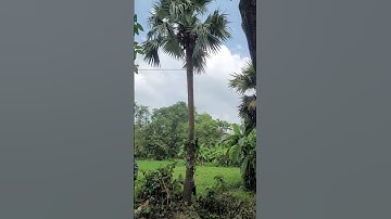 chainswa machine cutting tree 🌳 #chainsaw #video #viralvideo #treeremoval #treecutting #trees #viral