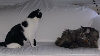 Travis d cat “Another day “