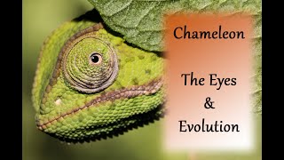 The Astonishing #Evolution of #Eyes in the #Chameleon