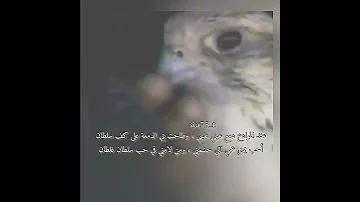 نوادر محمد عبده كلمات دايم السيف 