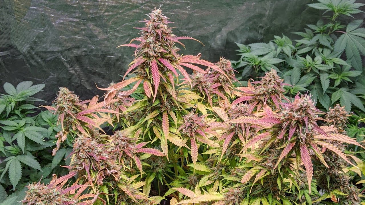 WEEK 1 OF FLOWER AND AUTOFLOWERS SLOWLY FINISHING - GROWING ORGANIC WITH STEPWELL SOIL