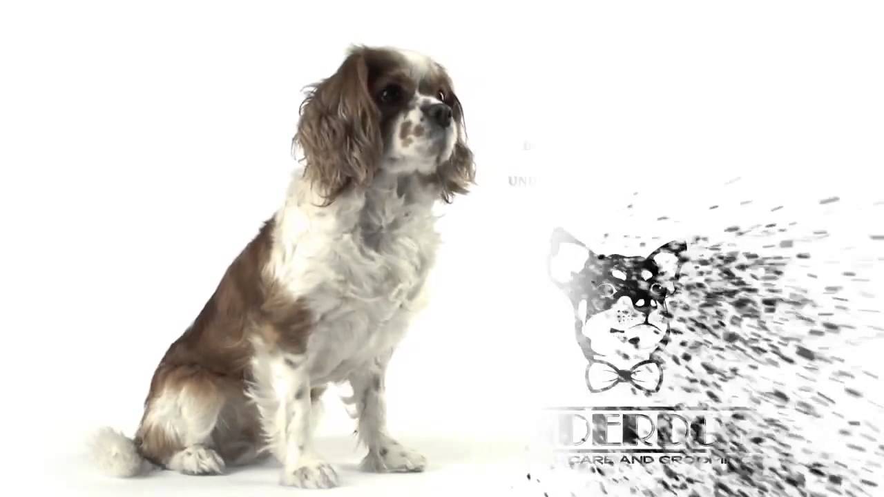 Underdog Grooming And Daycare Ottawa Ontario YouTube