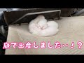 事件です。野良猫が庭で出産した模様。現場からお伝えします。