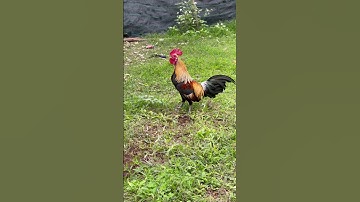 Gà Rừng Mã Chuối #2025 #bulding