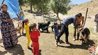 The adventure of the construction master's family in buying and raising beautiful goats in the mount