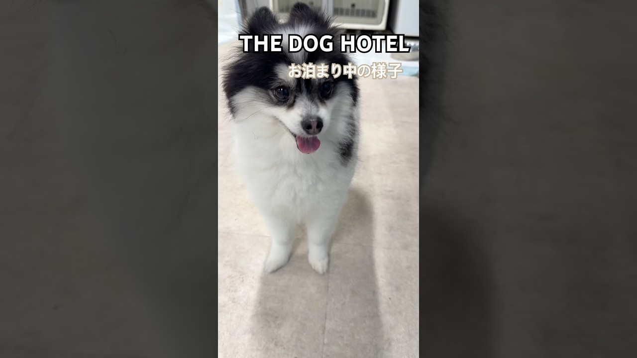 2026/08/29THE DOG HOTEL ニケちゃん - YouTube