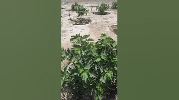 تقليم اشجار التين 
