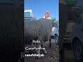 شاهد هذا موال يعطونا مليار ونبيعوش يعطوني هولندا ومنبيعوش كبش عملاق سلالة جزائرية أصيلة الجزائر
