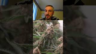 Can Cannabis create sulfurous compounds the same way Garlic creates sulfurous compounds?