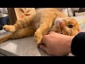 撫でてあげなかったら強引な手段を使って撫でさせようとしてきた猫 cat that demands to be stroked