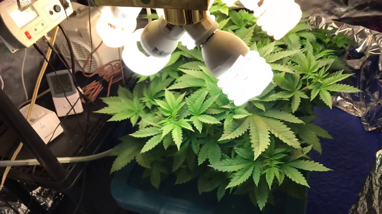 Growing weed