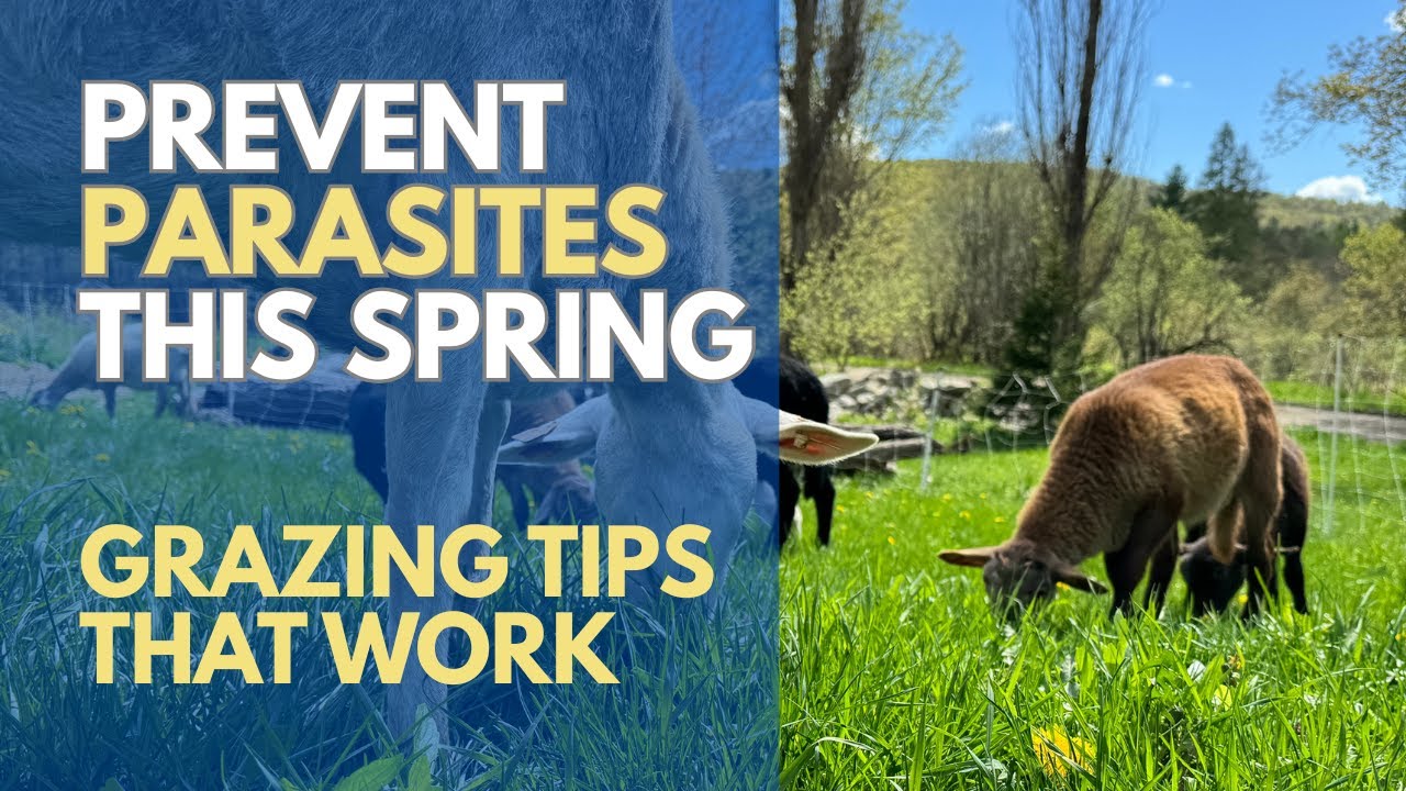 Spring Grazing Tips to Prevent Parasites in Sheep and Goats: What Every Flock Owner Should Know