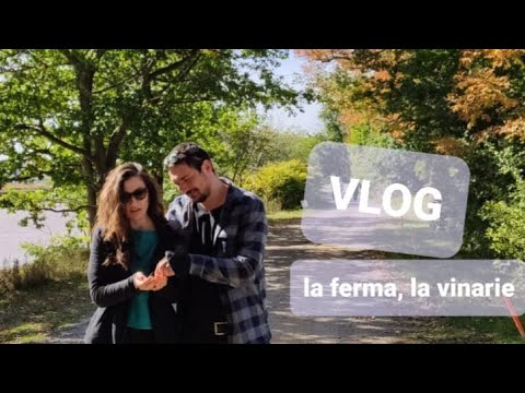 Video: Arțar Verde