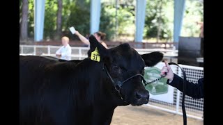 Breeding Heifer Show 11/8/25