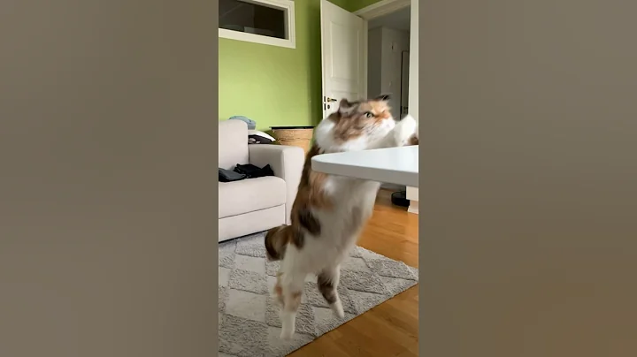 Video 4459181: mainecooncat mainecoons cat, explorer cat mainecoon, maine coon jump, cat enjoying