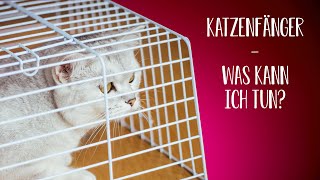 Achtung Katzenfänger - wie kann ich meine Katze schützen?