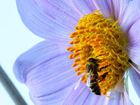 New Video The Ajmak Trecena 19th November 1st December 2025