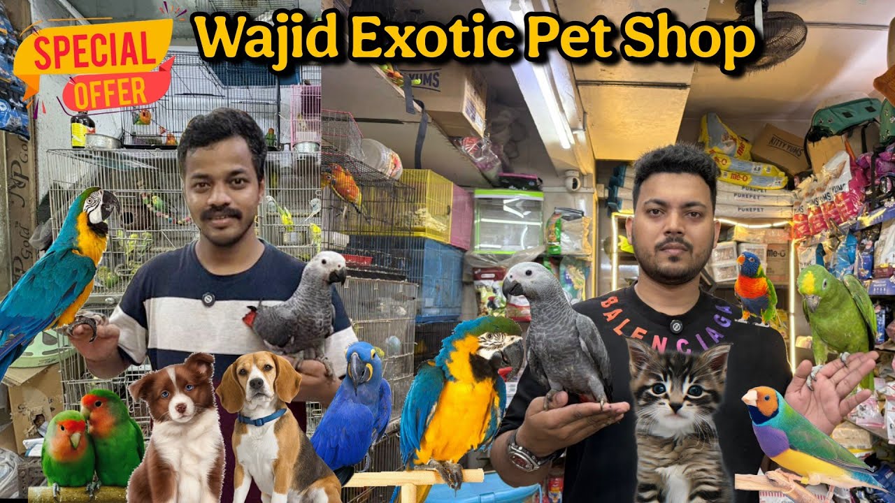 Start ₹150/-||सबसे सस्ती शॉप |Dogs|Cat|Birds cheapest Pet market in Mumbai|Wajid pet shop Jogeshwari