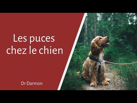 Vidéo: Comment Se Débarrasser Des Puces Chez Les Chiens