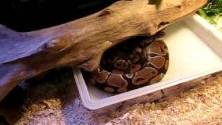 Celebrity Ball Pythons Do Soak Wealth