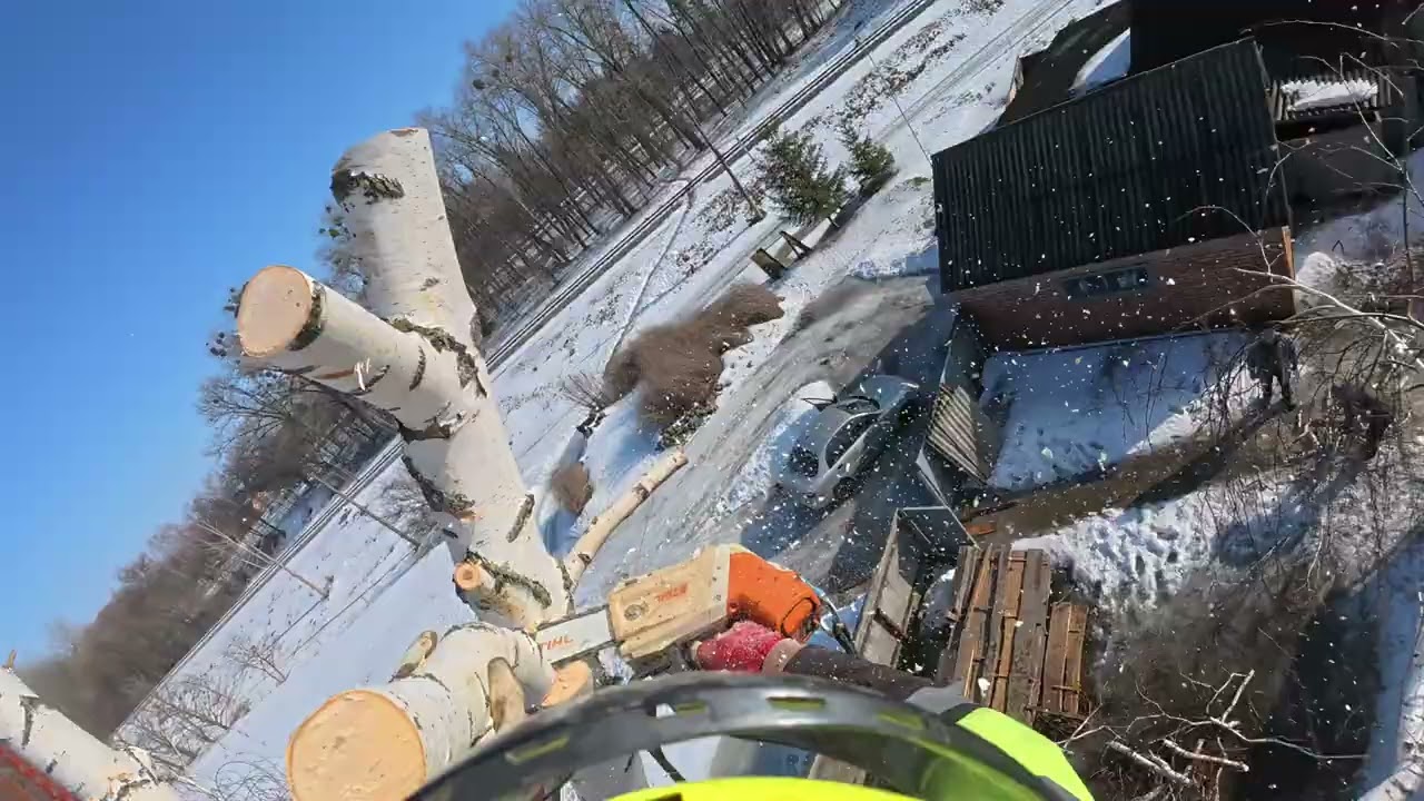 @ArboristRomny  Видалення берези від початку до кінця.😁 #arborist #ArboristRomny