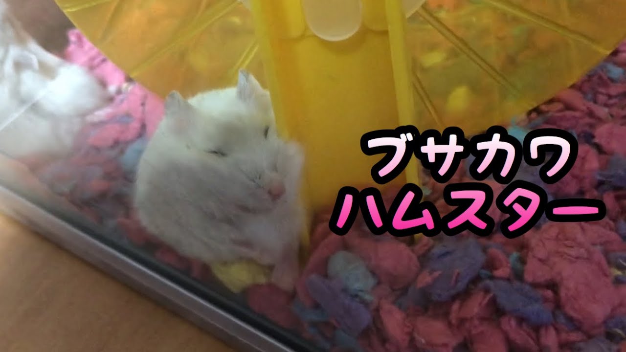 ジャンガリアン ブサカワな寝顔のハムスター Youtube