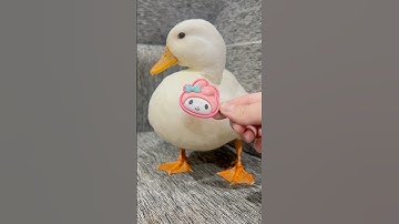 ผมเปงผู้ชายแมน ๆ นะครับ ไม่ใช่ผู้หญิงซะหน่อย!!! #callduck #duck #funny #cuteanimals #pets #shorts