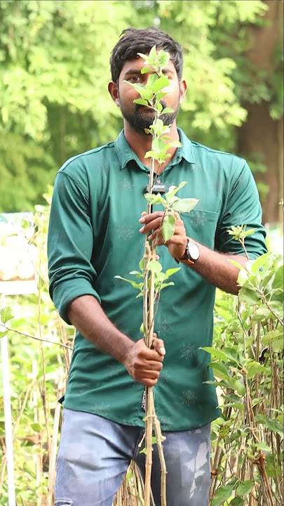 Apple Plants In Telugu | Hariman 99 Apple | Best Fruit Plants | Kadiyam Abbai | Ashok Chakra Nursery