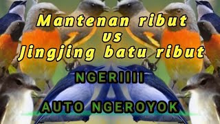 Buruan coba suara pikat mantenan kecil vs jingjing batu ampuh