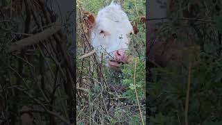 Провинциалка