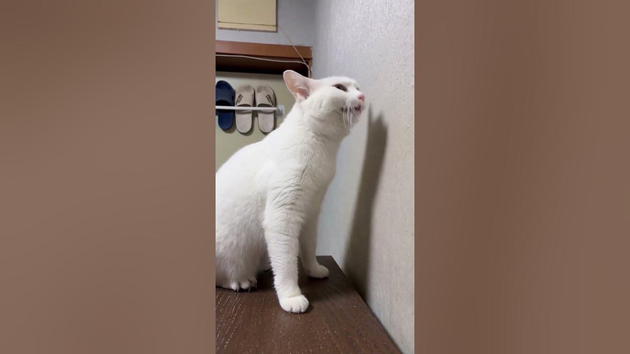 how-many-sneezes-did-the-cat-sneeze-youtube