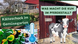 Kälteschock im Gemüsegarten / Was macht die Kuh im Pferdestall? by Die Selbstversorger Familie 16,526 views 3 weeks ago 21 minutes