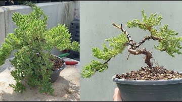 Create a juniper bonsai from a 3 € nursery plant. Transformation to bonsaitree