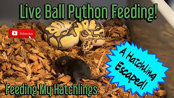 Warning: Live Ball Python Feeding! Its Feeding Day + A Hatchling Escaped + Will My Hatchlings Eat?