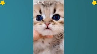 Tiktok Cat - Tik Tok Funny Cat - Cute Cat Videos Compilation 2019 😻 Adorable Cats