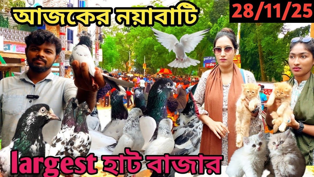 সবথেকে বড়ো কবুতরের হাট খালিশপুর নয়াবাটি(পর্ব ১১৪)largest pigeon market in khulna khalishpur noyab@bd