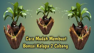 Cara bonsai kelapa 2 cabang yg benar & berhasil