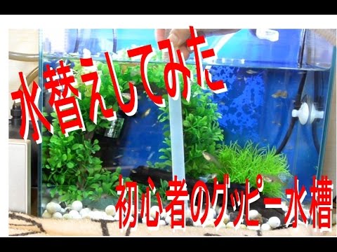 水替え コケ取りをしてみた 初心者のグッピー水槽3 Youtube