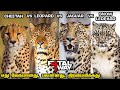Cheetah vs Leopard vs Jaguar vs Snow leopard & differences | எது சிறந்த சிறுத்தை வகை ?