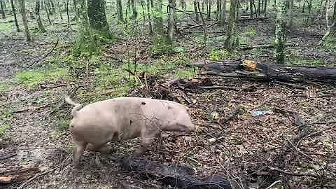 How We Manage the Forest in Our Pig Paddocks