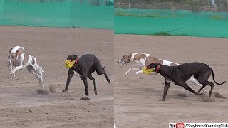 greyhound dog racing 2023 | race in Pakistan | dog show