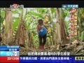 2013.09.29紀錄台灣／中年返鄉種香蕉　十甲蕉園賺千萬