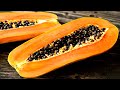 Papaya Seeds The Benefits, And How They Cleanse The Body &amp; Improve Your Digestive System!